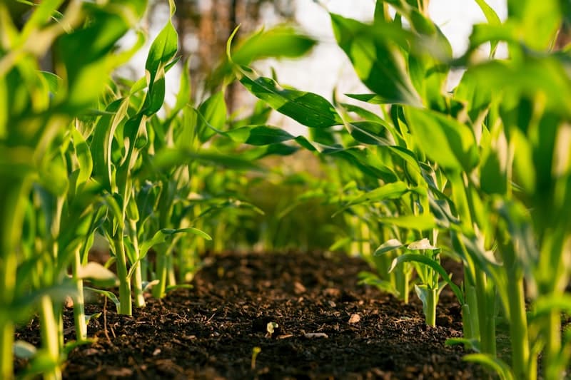 AgriAI - AI-powered agriculture and crop management platform for farmers, crop planning, production, field management, and agricultural intelligence.